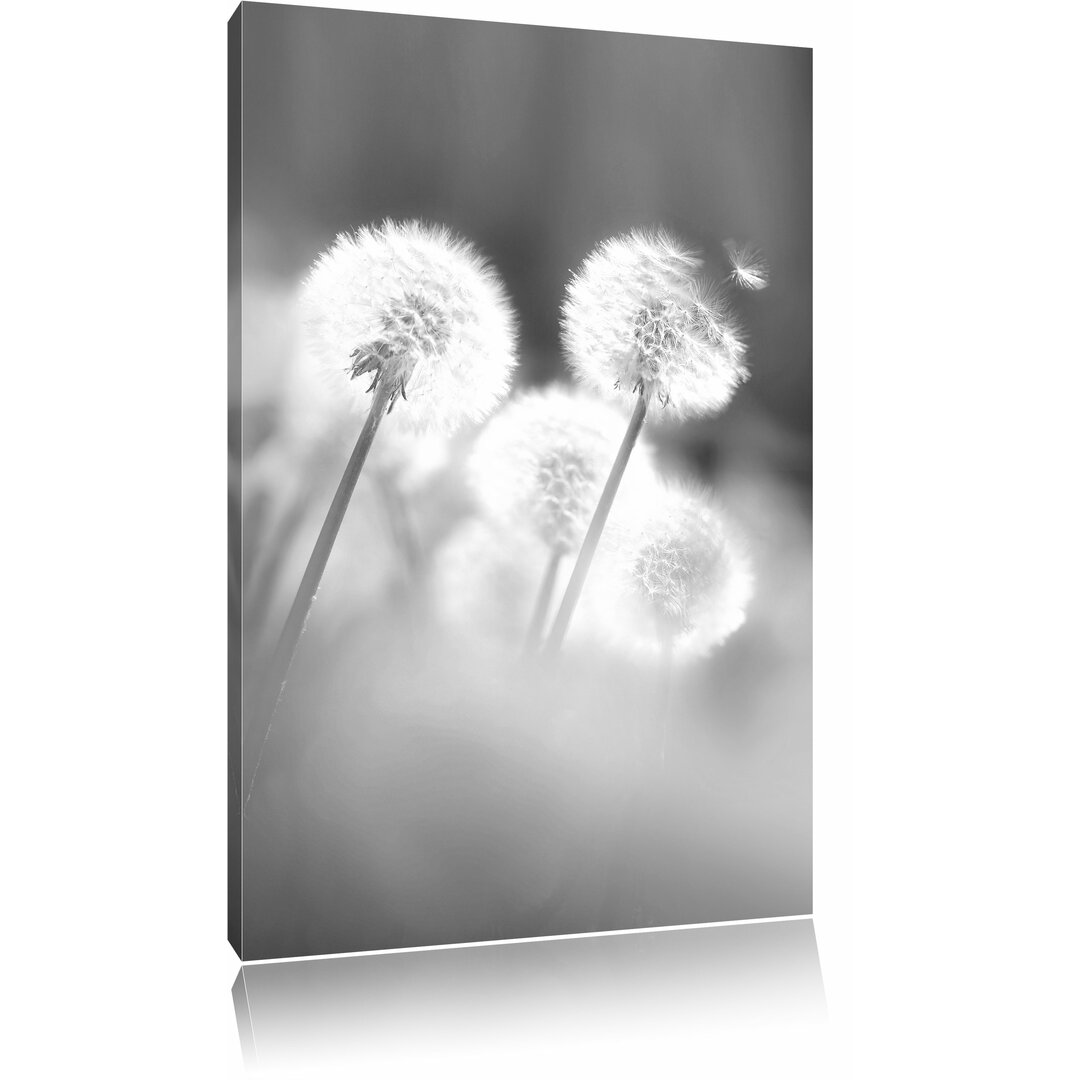 Leinwandbild „Pusteblumen im morgendlichen Wind“, Fotodruck