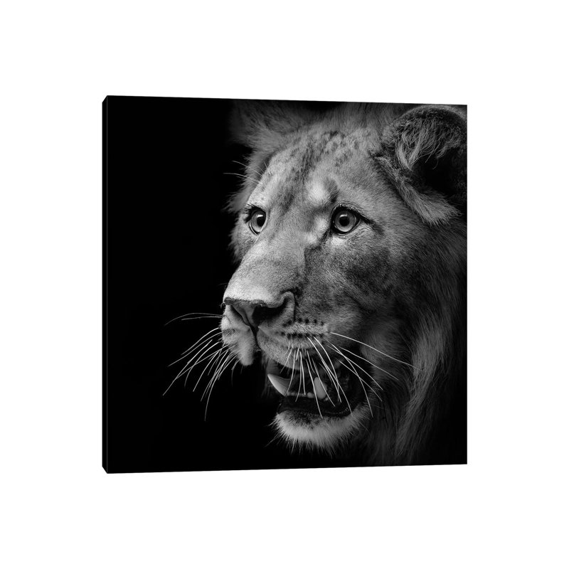 Lion In Black And White III by Lukas Holas - Wrapped Canvas Print, 93.98 cm H x 93.98 cm W