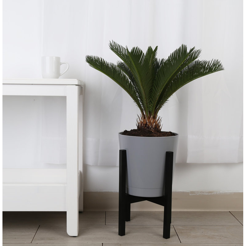 Sago Palm Tree in Décor Planter