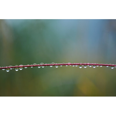 " Rain Drops " by Odyphoto