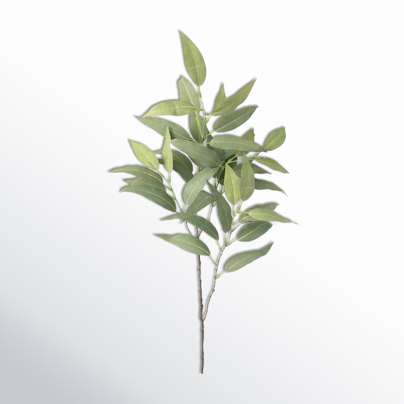 Jet d'eucalyptus