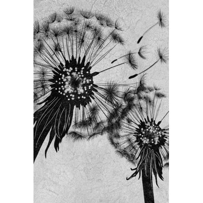 Black And White Dandelion - Wrapped Canvas Print