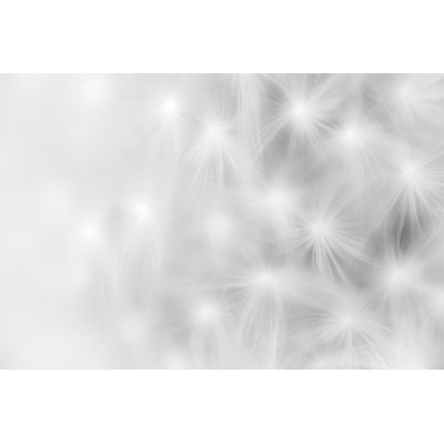 Dandelion Abstract Macro Shoot by Danchooalex