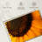 Harnek Magnified Sunflower-107688106