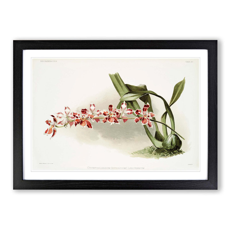 Magnolia Flowers Illustration Tab. 37 by Frederick Sander - Picture Frame Art Print, 27cm H x 36cm W x 2cm D, Black Framed