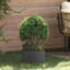 Garden Planters 5 Pcs 20 Cm Steel-1878025848-1878025849