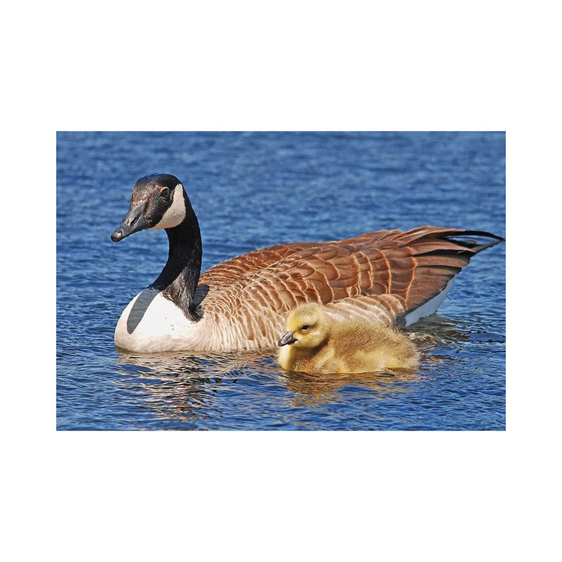 Out For A Swim With Mom by Brian Wolf - Wrapped Canvas Print, 20.32cm H x 30.48cm W x 1.91cm D