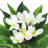 27" Artificial Plumeria Tree in Pot