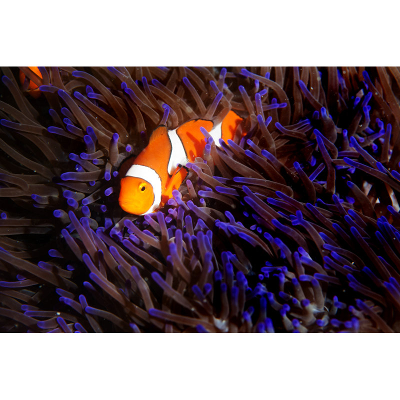 Good Morning Nemo by Mrbfaust, 24" H x 36" W