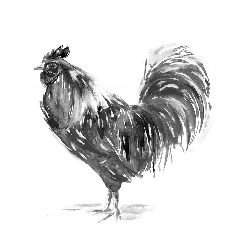 Rooster Black And White Ink 2 - Wrapped Canvas Print,  51cm H  x 51cm W 
