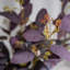 Branche d'eucalyptus artificiel Audet (1 tige)-640572630