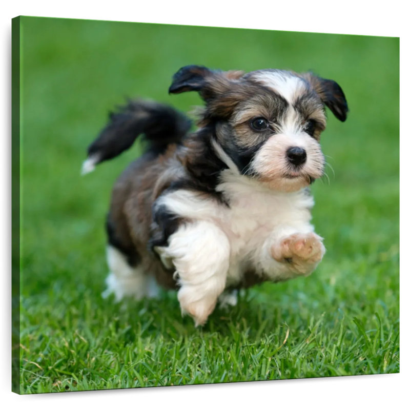 Crowle Havanese Puppy, H 10 po x l 10 po