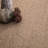 Rectangle Whitlatch Indoor/Outdoor Area Rug-105851557