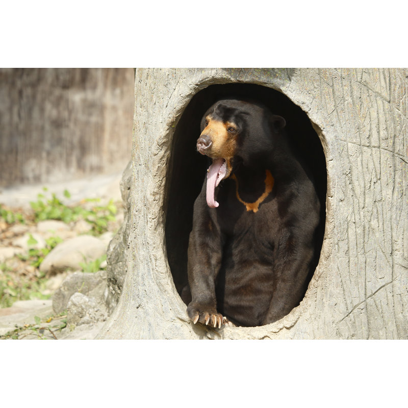 Malayan Sun Bear par Gangliu - Photographie sur toile tendue, L 12 po x H 8 po