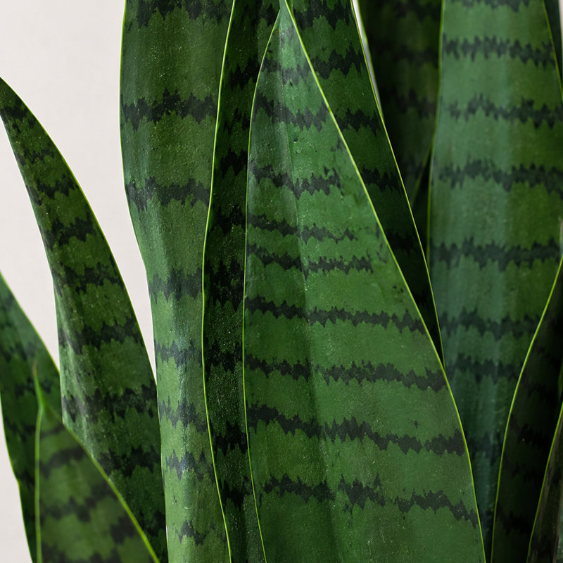 70cm Faux Yucca Tree in Pot Liner
