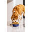 Pet Dog Bowl-63423616-63909065
