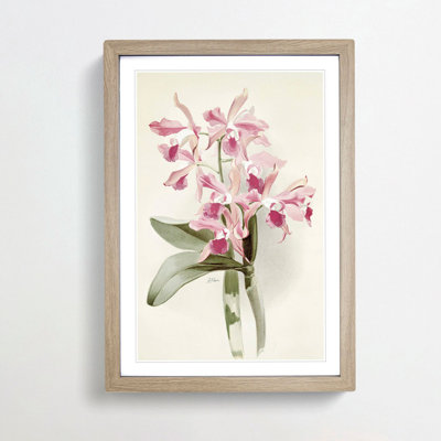 Magnolia Flowers Illustration Tab. 20 by Frederick Sander - Picture Frame Painting Print