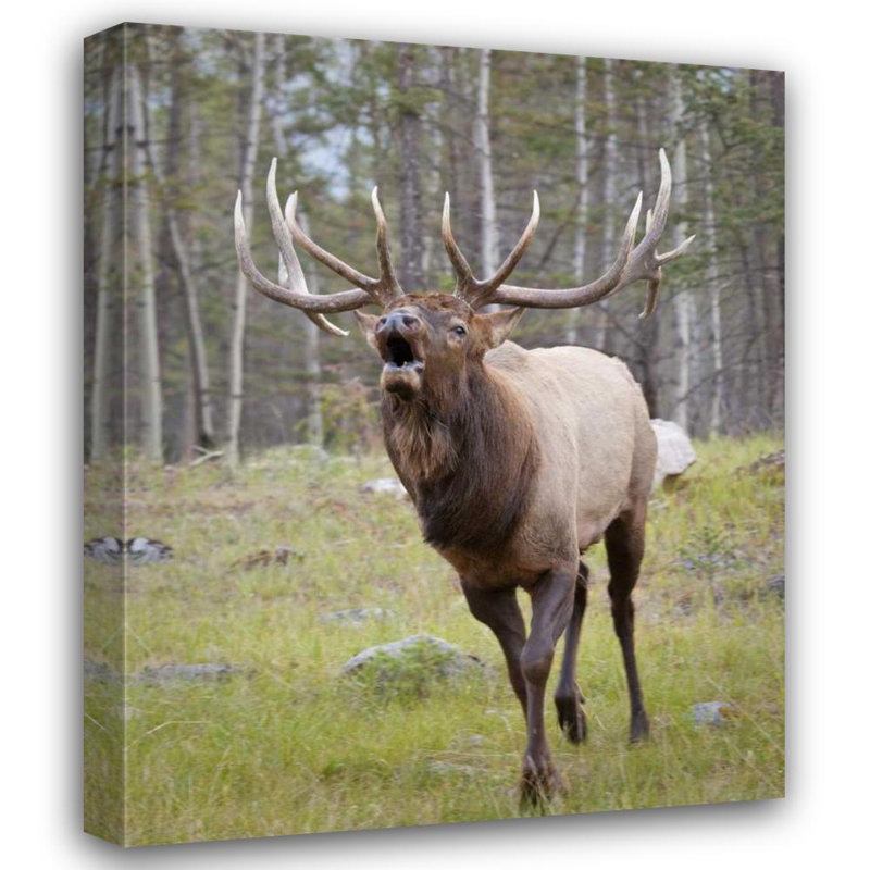 «Dakota Fields Paulson», art sur toile tendue Don, Canada, Alberta, parc national Jasper, H 24 po x l 20 po