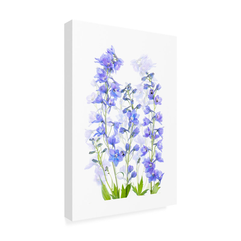 Jacky Parker  Delphinium Canvas Art, H 47 po x l 30 po x P 2 po