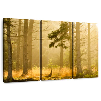 Alvord Maine Pine Forest