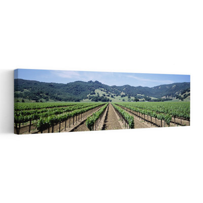 Rangées de vignes dans un vignoble, Hopland, Californie, États-Unis, art contemporain abstrait printemps nature