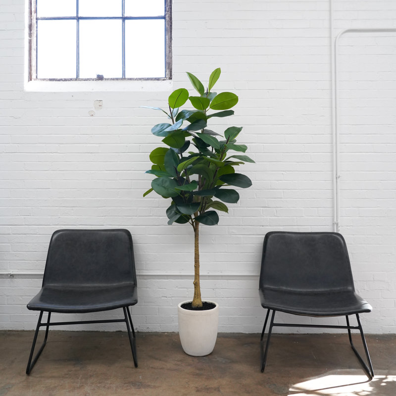 6ft Artificial Rubber Tree
