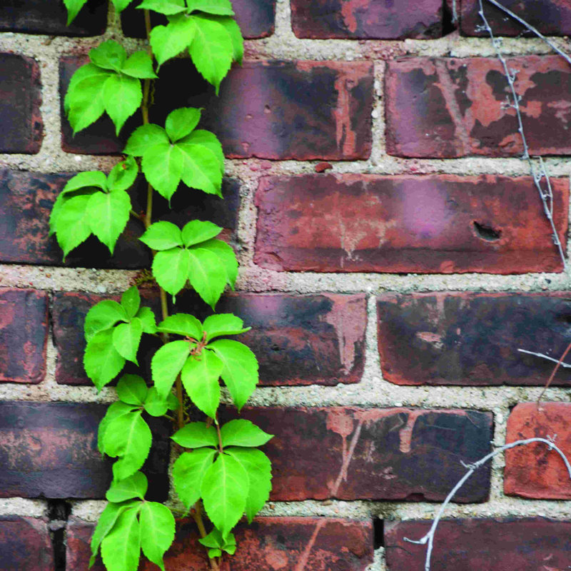 Vines on Brick - Photographie sur toile tendue, H 12 po x l 12 po