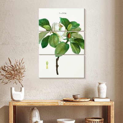Harnek Magnolia Glauca