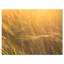 «Wheat Field Close-up at Sunset», reproduction de photo sur toile tendue-25565824