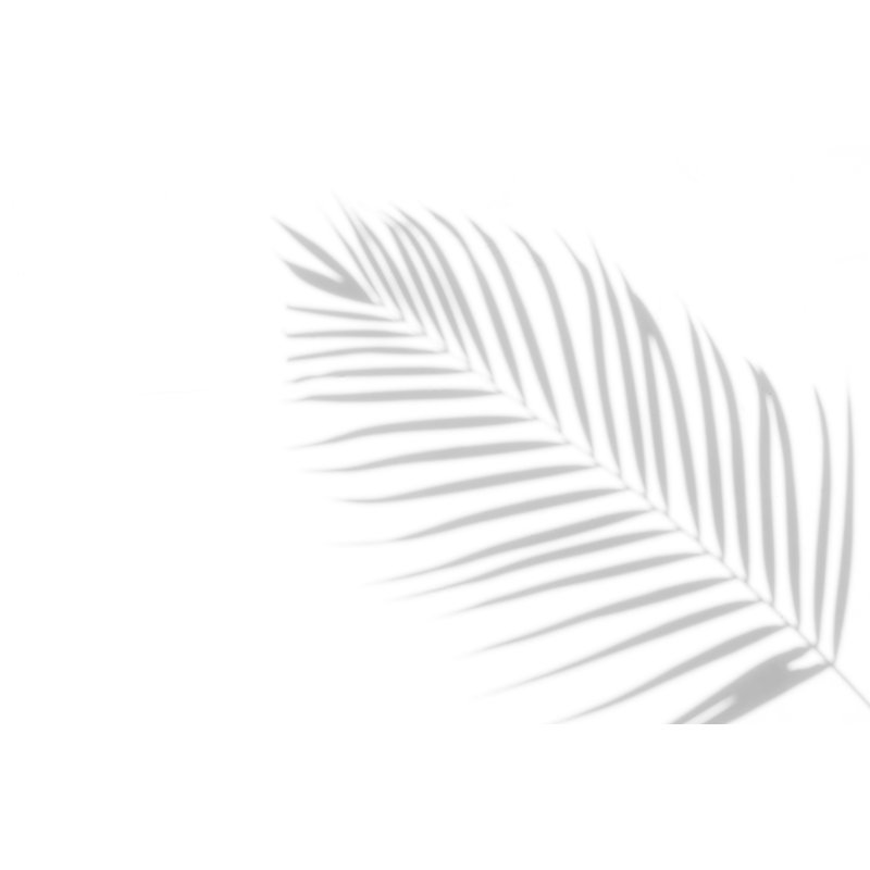 Abstract Background Of Shadows Palm Leaves On A White Wal by Lamyai - Wrapped Canvas Print, 30.48cm H x 45.72cm W