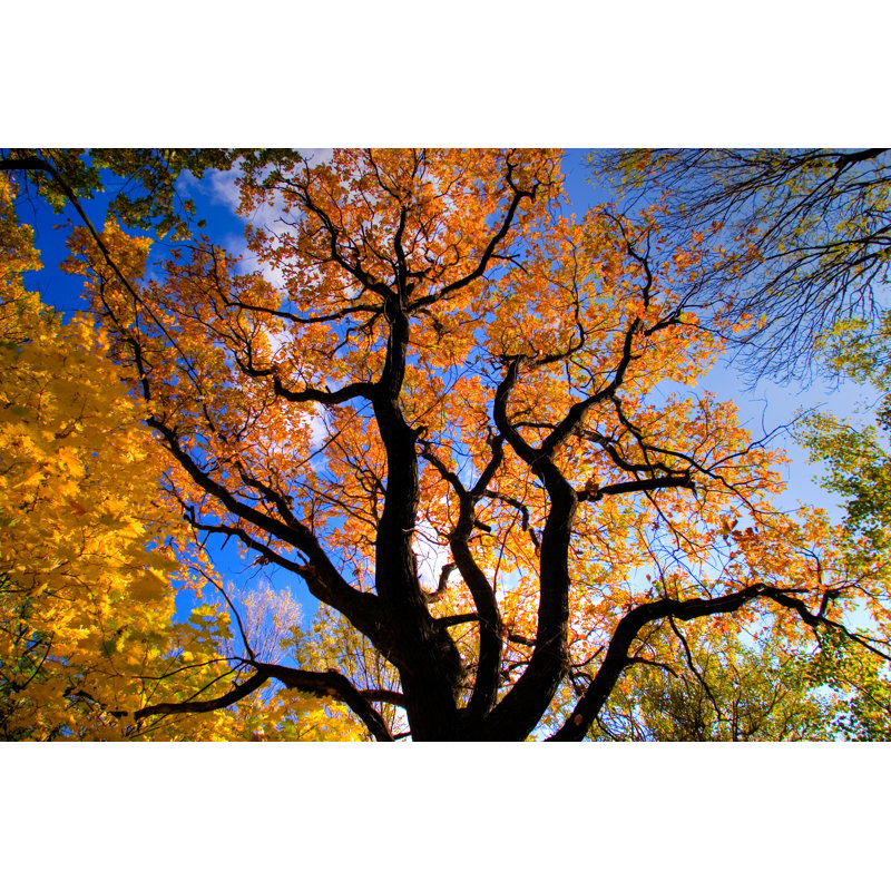 Automn Tree - Wrapped Canvas Print, 30cm H x 46cm W