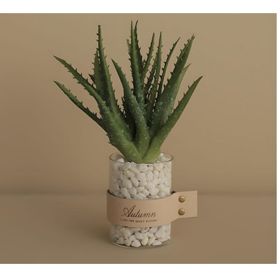 10.23'' Succulent Plant