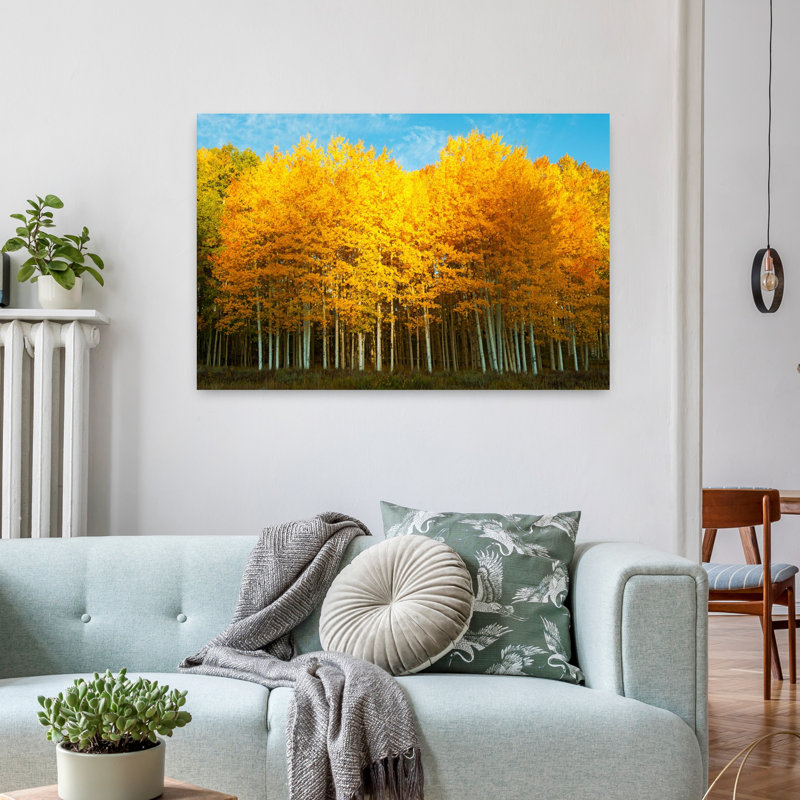 Aspen Trees in Autumn Last Dollar Road, Telluride, Colorado, États-Unis, art abstrait contemporain, paysage