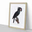 Palm Cockatoo by F. Levaillant - Picture Frame Painting Print-55578362-55578365