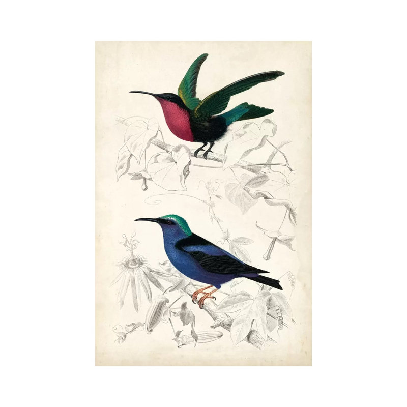 D'Orbigny Birds I 1 Piece Wrapped Canvas Wall Art, 101.6 cm H x 66.04 cm W