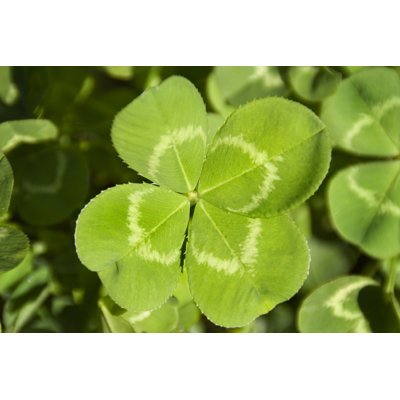 Four Leaf - Wrapped Canvas Print