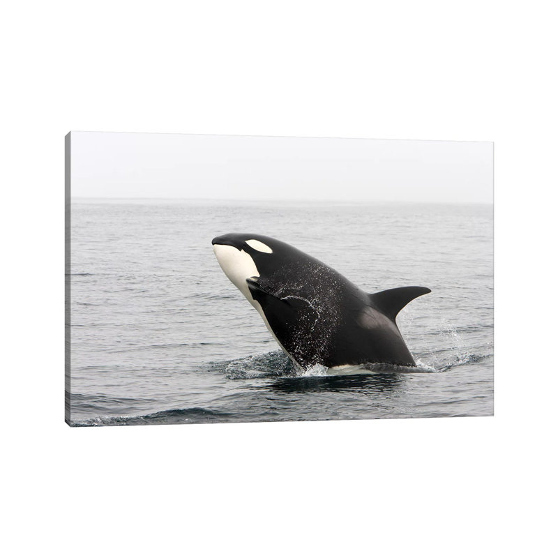 A Transient Killer Whale Breaching, Monterey Bay, California by VWPics - Wrapped Canvas Print