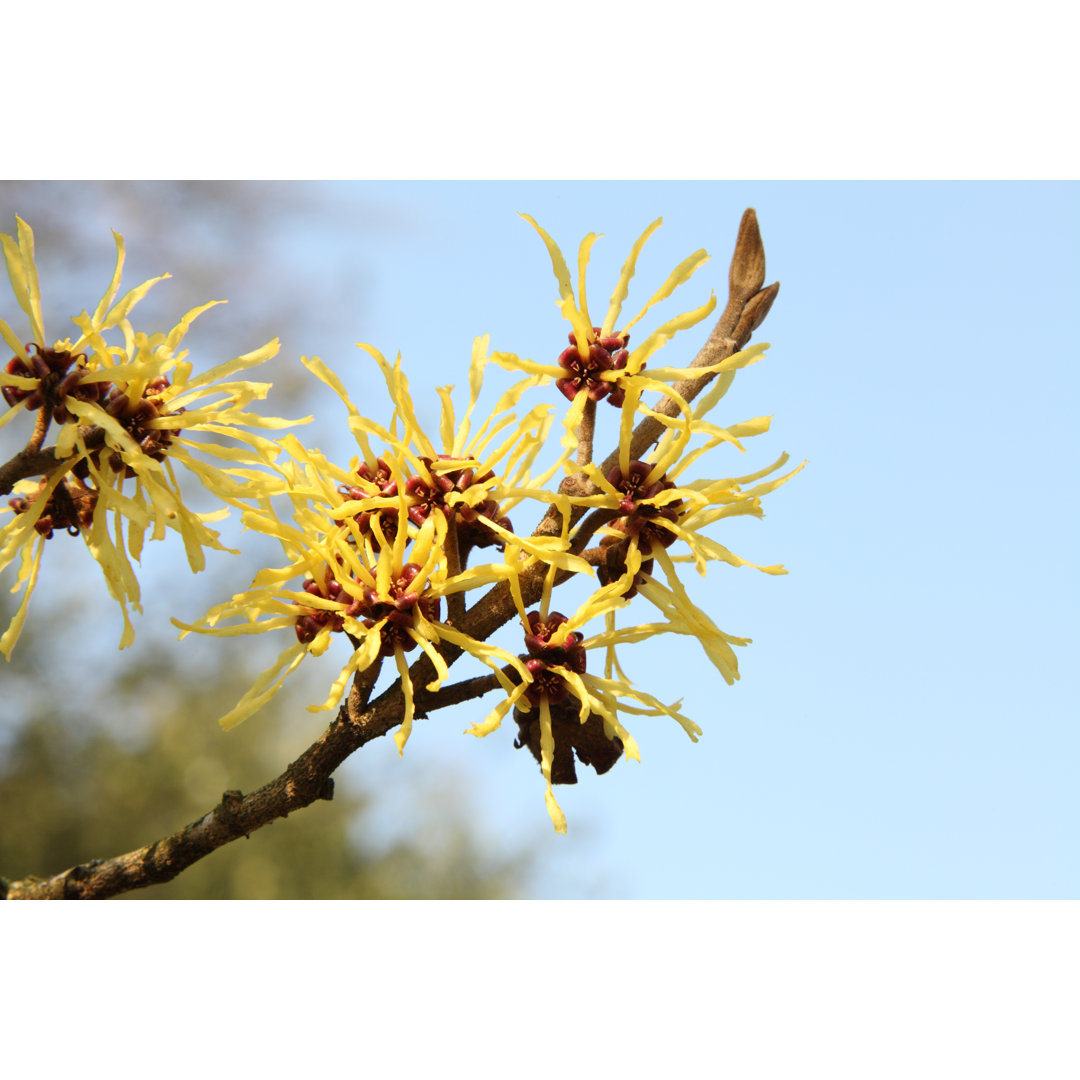 Hamamelis vor blauem Himmel