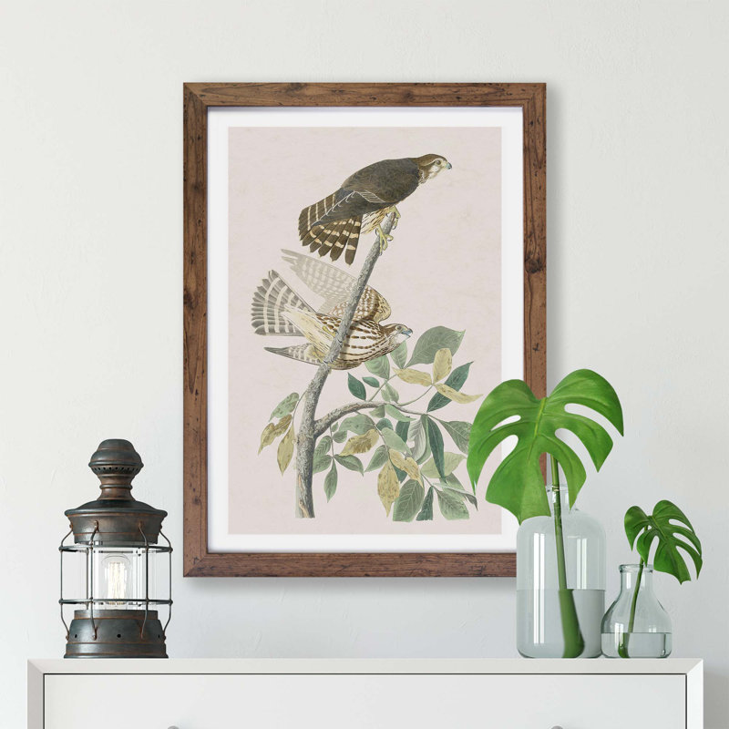 Pigeon Hawks by John Audubon - Single Picture Frame Painting, 45cm H x 63cm W x 2cm D, Walnut