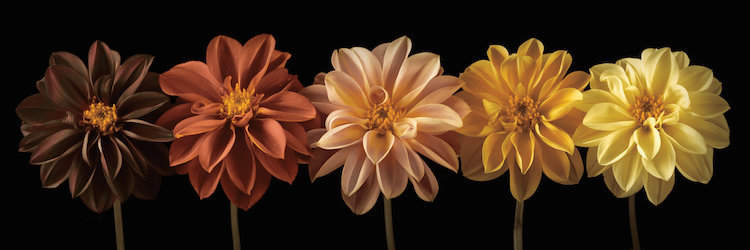 Floral Salute - reproduction de photo, H 12 po x l 18 po x P 1,5 po