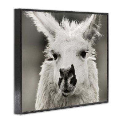 «Llama Gazing Portrait», art de la giclée encadrée par Danita Delimont