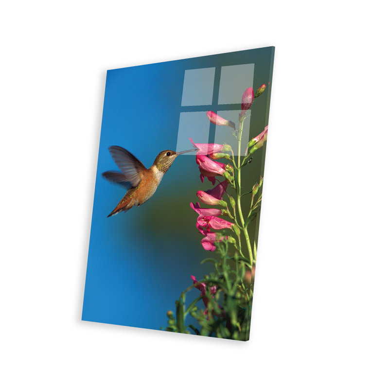 Colibri roux se nourrissant de fleurs, Nouveau-Mexique, par Tim Fitzharris - impression sans cadre