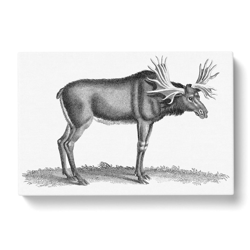 An Elk in Black and White by George Shaw - Wrapped Canvas Drawing Pint - Wrapped Canvas, 35cm H x 50cm W x 3cm D