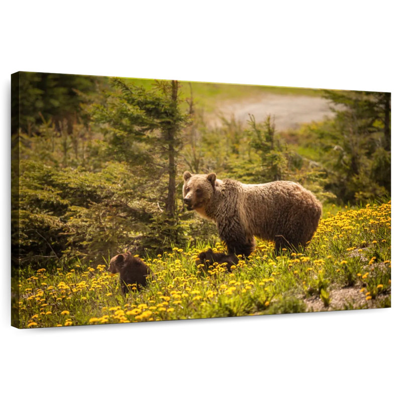 Grizzly canadien de Brampt, H 16 po x l 24 po