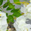 HOMCOM Artificial Plant White Wisteria Tree Faux Plant for Indoor Decor