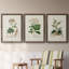 Antique Turpin Botanical I - ensemble de 3 peintures sur toile encadrées-1376143608-1376143611