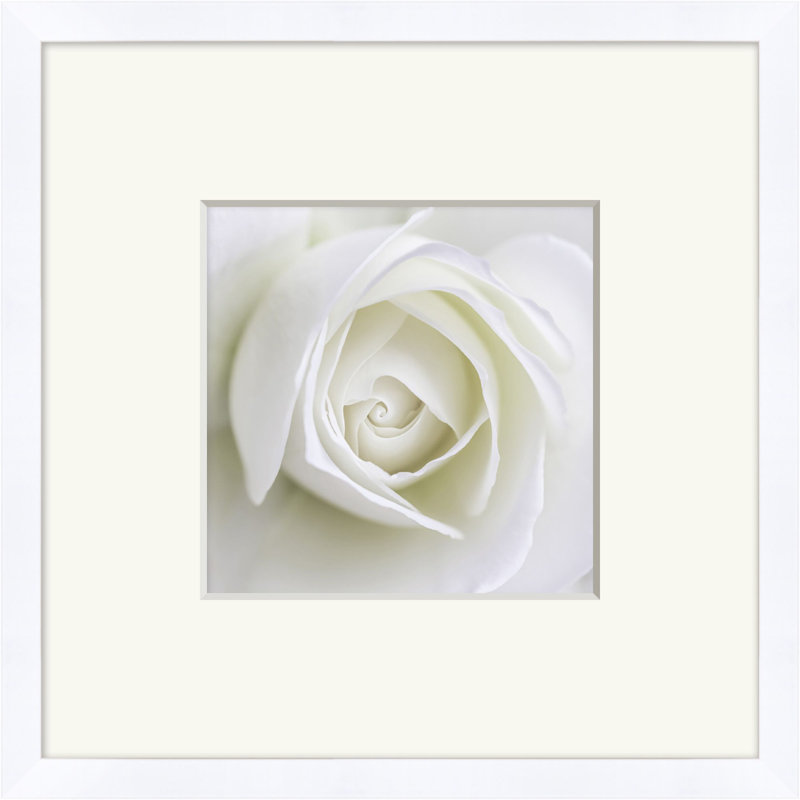 White Rose Print by Lillian August