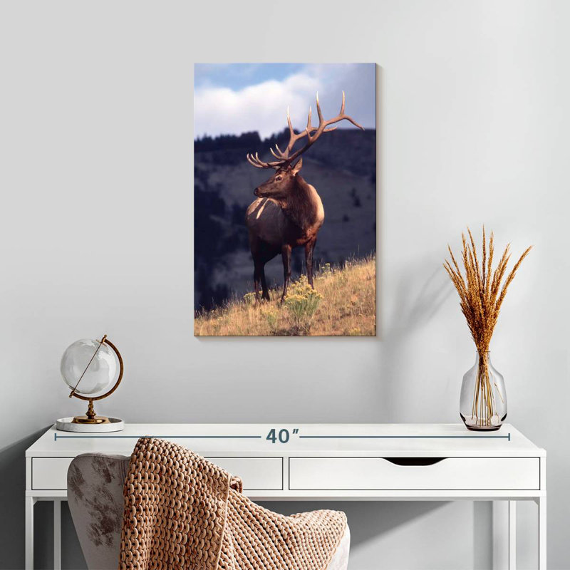 Brampt Montana Bull Elk, 24" H x 16" W
