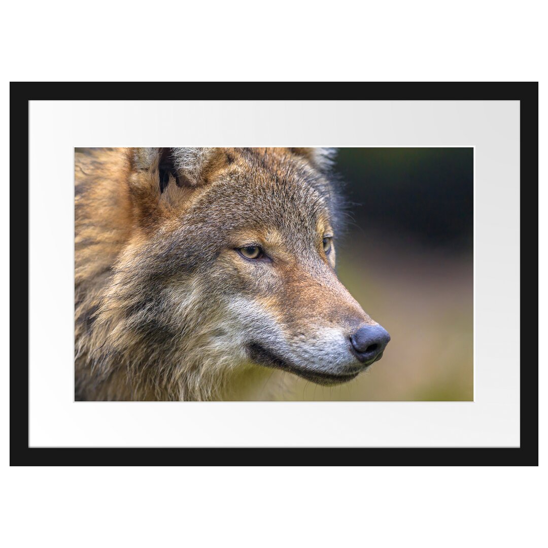 Gerahmtes Poster Porträt des europäischen Wolfes