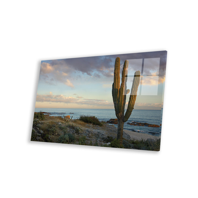 Union Rustic Kabri Saguaro Cactus At Beach, Cabo San Lucas, Mexico On ...